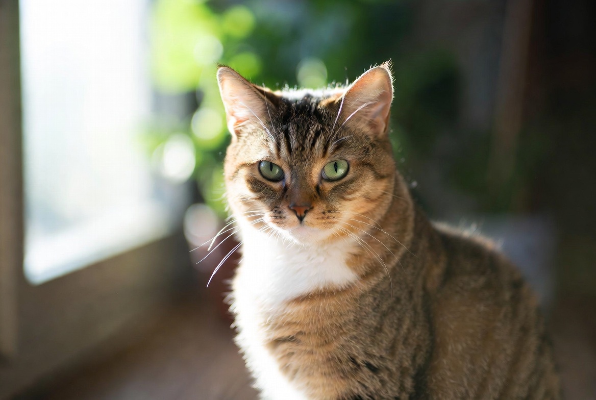 A sleek tabby cat sitting elegantly, looking directly at camera with green bokeh background