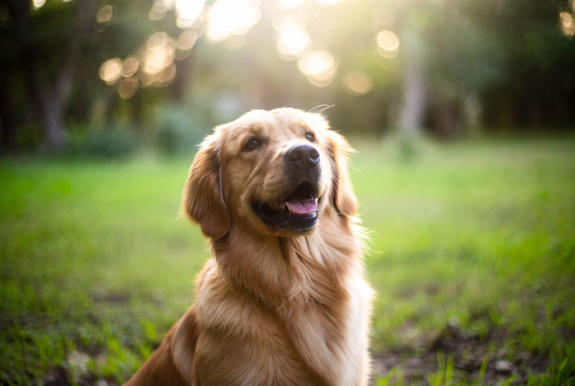 A friendly golden retriever sitting on green grass, looking up with bright eyes